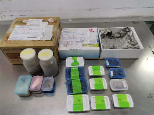 海關嚴查進境郵政快件，搖身一變的日用品驚現活體甲蟲